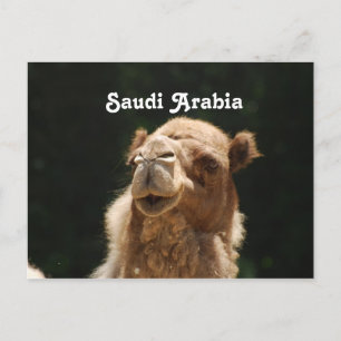 Cartão Postal Camelo saudita