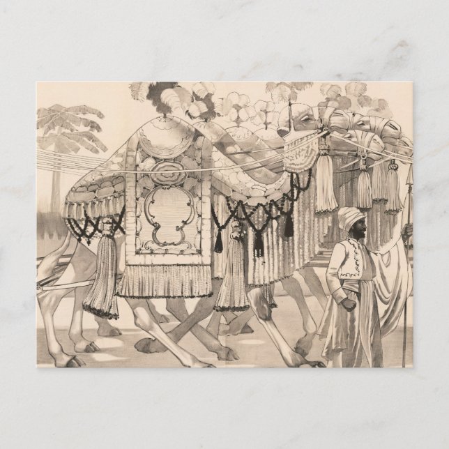Cartão Postal Camelos Caminhando Vestidos Com Fantasia (Frente)