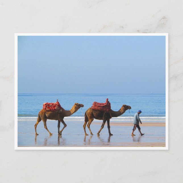 Cartão Postal camelos de taghzout (Frente)