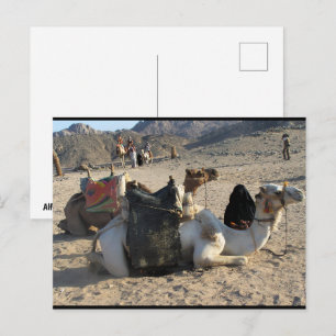 Cartão Postal Camelos Descansando no Deserto