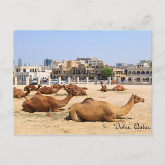 Cartão Postal Camelos em Doha