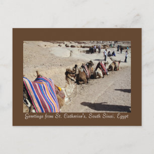 Cartão Postal Camelos em Santa Catarina