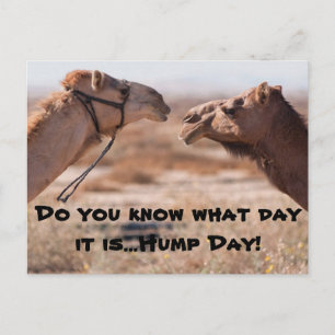 Cartão Postal Camelos Hump Day