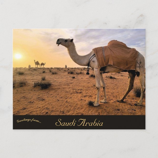 Cartão Postal Camelos na Arábia Saudita (Frente)