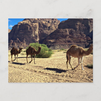 Cartão Postal Camelos no deserto de Wadi Rum, Deserto da Jordâni