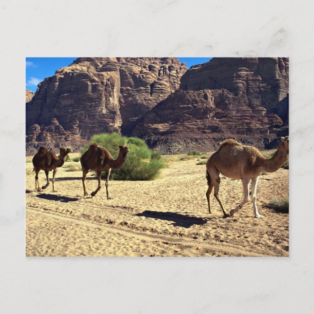 Cartão Postal Camelos no deserto de Wadi Rum, Deserto da Jordâni (Frente)