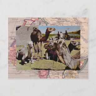 Cartão Postal Camelos para aluguer