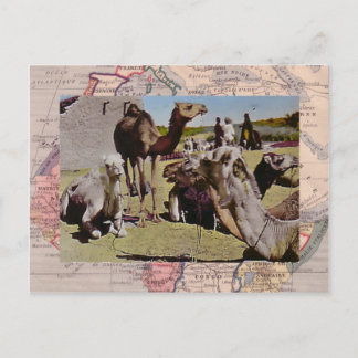 Cartão Postal Camelos para aluguer