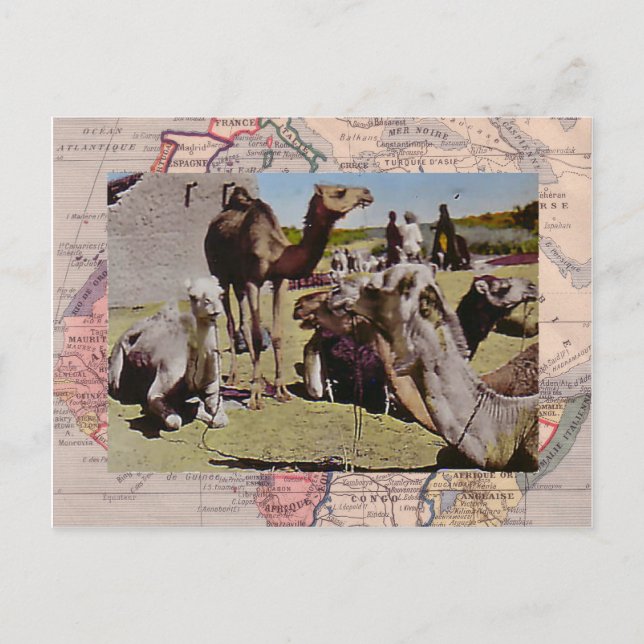 Cartão Postal Camelos para aluguer (Frente)