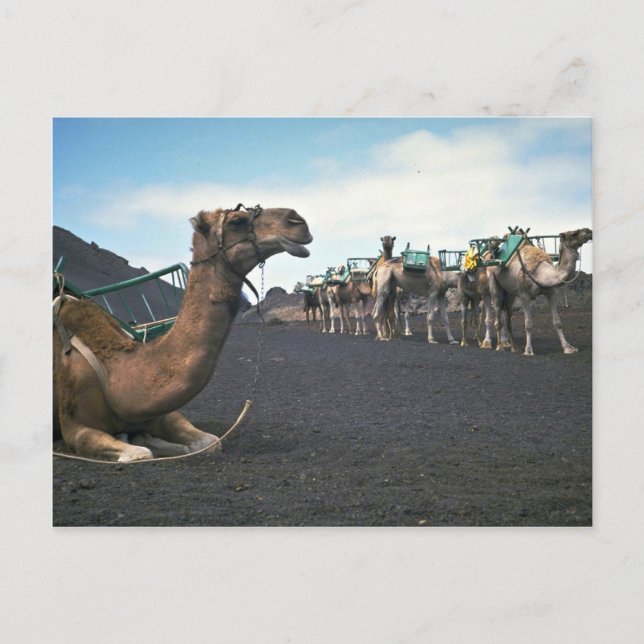 Cartão Postal Camels, Lanzarote (Frente)