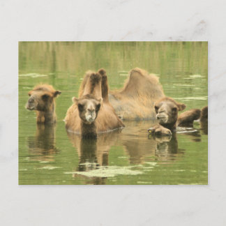 Cartão Postal Camels Yum