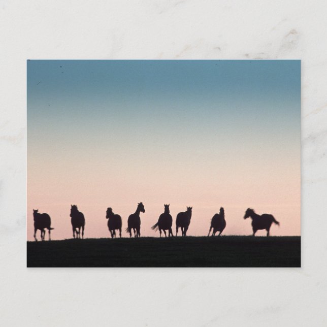 Cartão Postal Câmera Shy! (Frente)