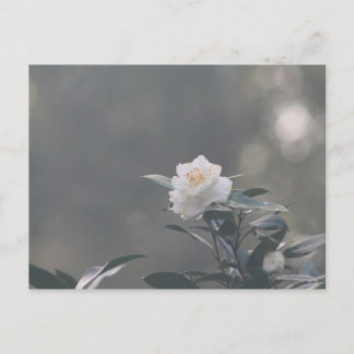 Cartão Postal Camila Branca de Neve