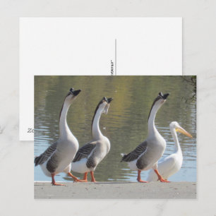 Cartão postal - Caminhando à beira do lago
