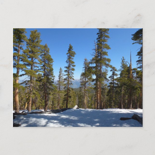 Cartão Postal Caminhando do Pico Mitchell em Sequoia (Frente)