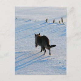 Cartão Postal Caminhando No Cornfield