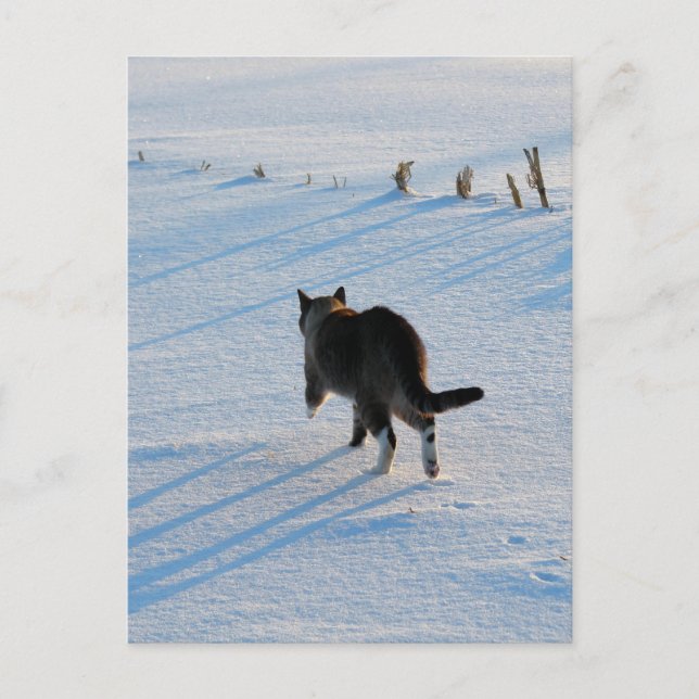 Cartão Postal Caminhando No Cornfield (Frente)