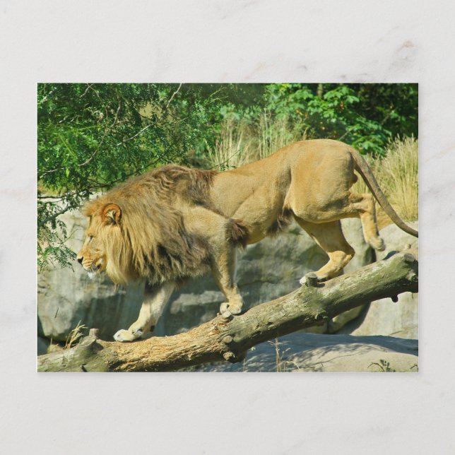 Cartão Postal Caminhando o Plank (Frente)