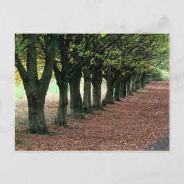 Cartão Postal Caminhe na floresta