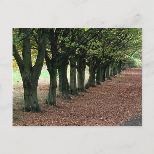 Cartão Postal Caminhe na floresta (Frente)