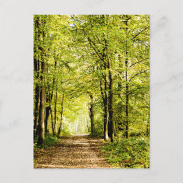 Cartão Postal Caminho coberto por folhas numa floresta mágica