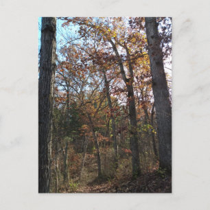 Cartão Postal Caminho da floresta