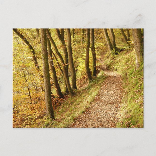 Cartão Postal Caminho da Floresta de Outono (Frente)