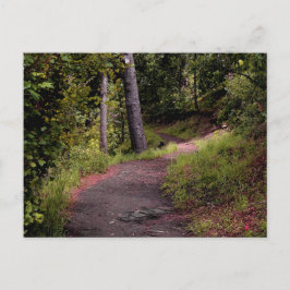 Cartão Postal Caminho da Floresta Pacífica no Monte Lemmon