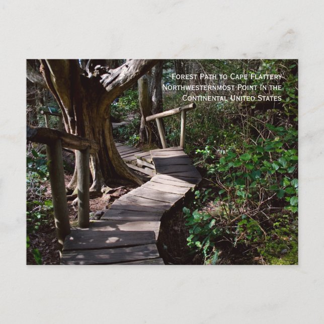 Cartão Postal Caminho da Floresta para Cabo Flattery (Frente)