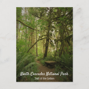 Cartão Postal Caminho da Floresta Verde Pacífica em Washington