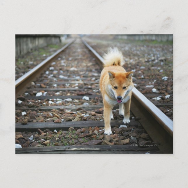 Cartão Postal Caminho de cães (Frente)