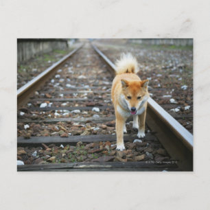 Cartão Postal Caminho de cães