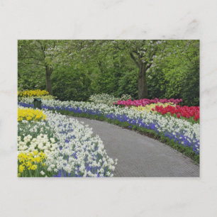 Cartão Postal Caminho de calçada através de tulipas e narcisos,