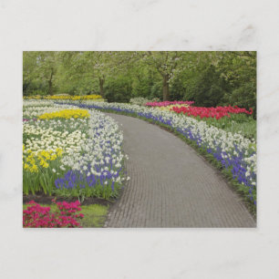Cartão Postal Caminho de calçada através de tulipas e narcisos,