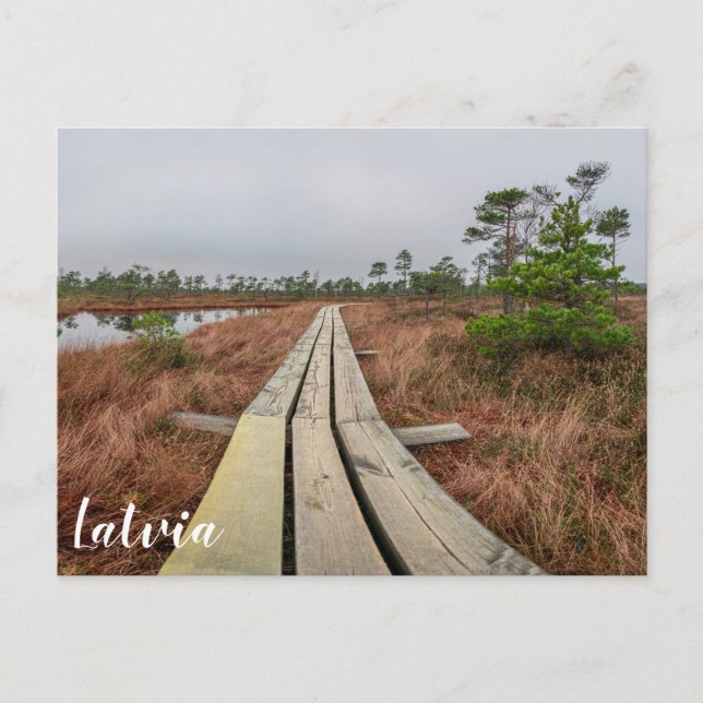 Cartão Postal Caminho de caminhada em pântano (Frente)