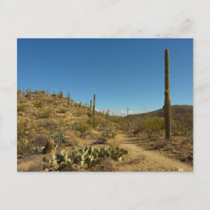 Cartão Postal Caminho de Carillo do Saguaro no Parque Nacional d