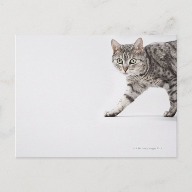 Cartão Postal Caminho de gato (Frente)