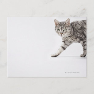 Cartão Postal Caminho de gato