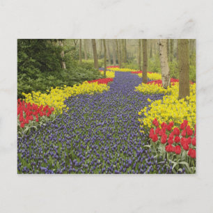 Cartão Postal Caminho de Jacinto de Uva, narcisos e