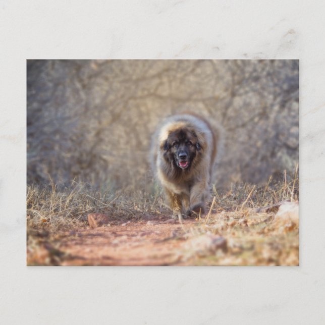 Cartão Postal Caminho de leão (Frente)