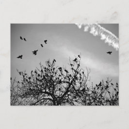 Cartão Postal Caminho de Voo