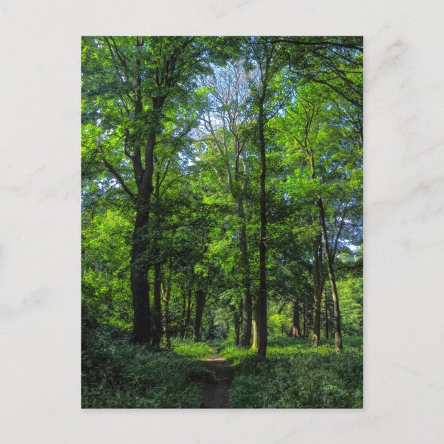 Cartão Postal Caminho de Woodland. Blackweir Woods, Cardiff, Gal (Frente)