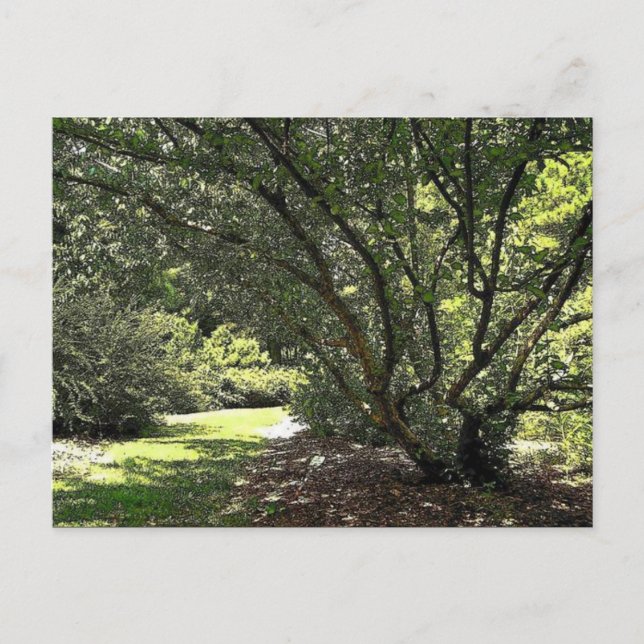 Cartão Postal Caminho do Jardim por Mark Edward Westerfield (Frente)