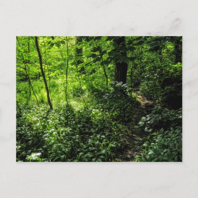 Cartão Postal Caminho na floresta (Frente)