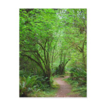 Caminho na Floresta Redwood