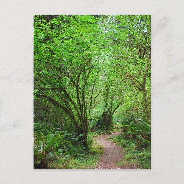 Cartão Postal Caminho na Floresta Redwood (Frente)