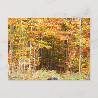 Cartão Postal Caminho Nas Montanhas Adirondacks