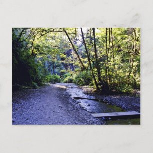 Cartão Postal Caminho Para Fern Canyon, Prairie Creek - Sequoias