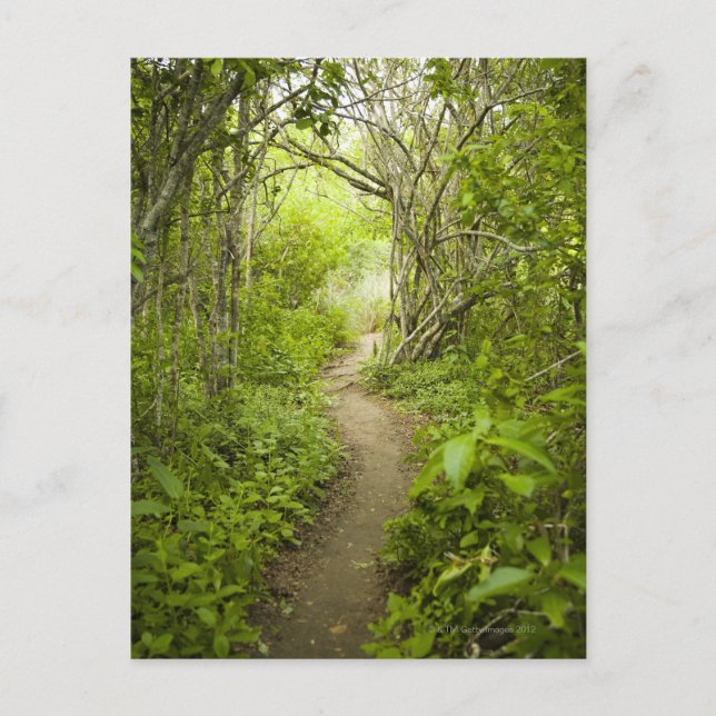 Cartão Postal Caminho pela floresta (Frente)