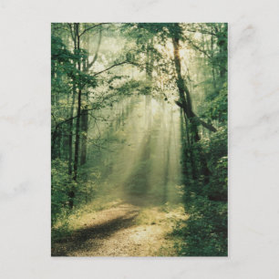 Cartão Postal Caminho Silencioso